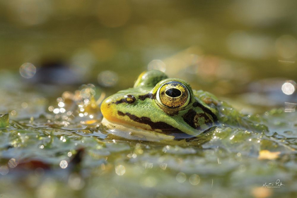 Picture of FROG