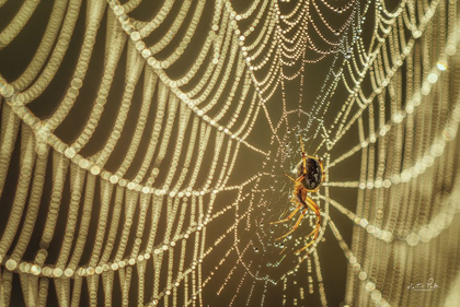 Picture of THE SPIDER AND HER JEWELS