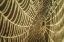 Picture of THE SPIDER AND HER JEWELS