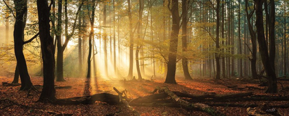 Picture of SPEULDERBOS PANORAMA