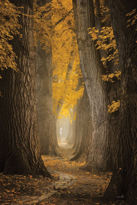 Picture of AUTUMN PATH