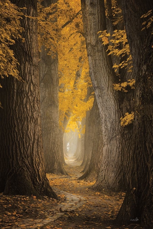 Picture of AUTUMN PATH