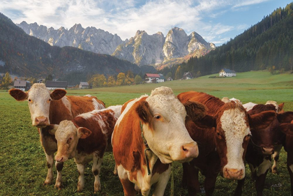 Picture of AUSTRIAN COWS
