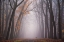 Picture of DEER IN THE FOG