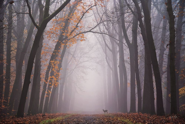 Picture of DEER IN THE FOG