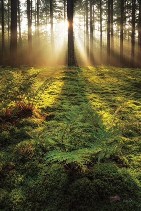 Picture of FERNS IN THE MORNING LIGHT