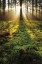 Picture of FERNS IN THE MORNING LIGHT