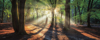 Picture of SUN RAYS IN THE FOREST I