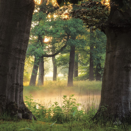 Picture of TREE FRAME