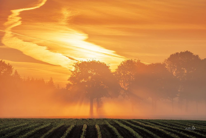 Picture of MORNING GLORY