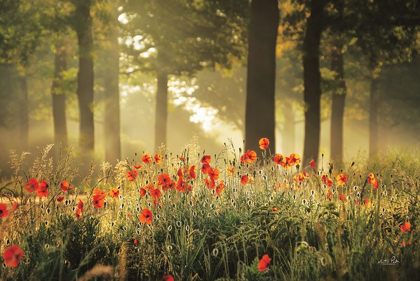 Picture of THE POPPY FOREST