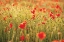 Picture of POPPY FIELD I