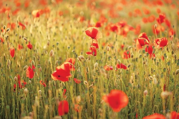 Picture of POPPY FIELD I