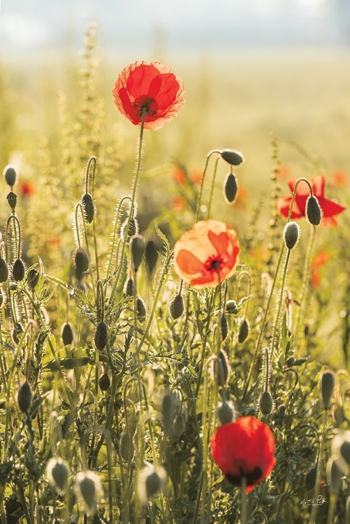 Picture of POPPY FIELD II