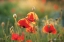 Picture of POPPY FIELD III
