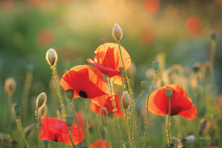 Picture of POPPY FIELD III