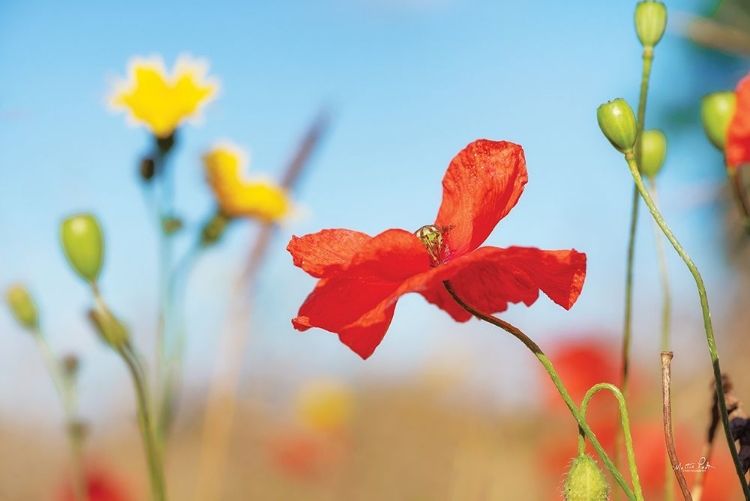 Picture of SUMMER FLOWERS