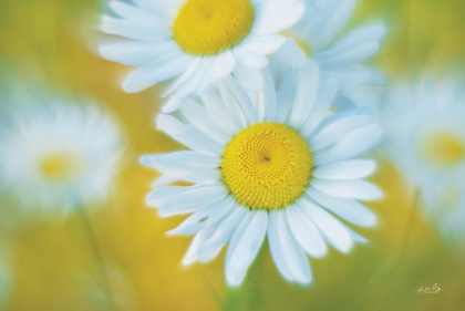 Picture of DAISIES