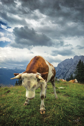 Picture of BOWING COW