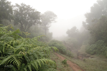Picture of FERN PATH