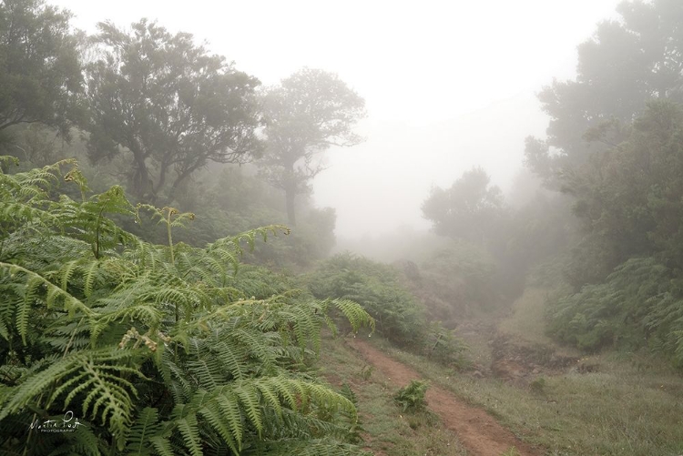 Picture of FERN PATH