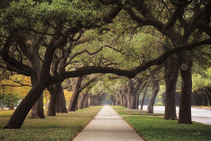 Picture of ALLEY OF LIVE OAKS