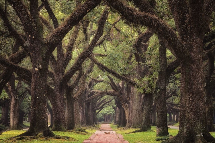 Picture of LANE OF OAKS