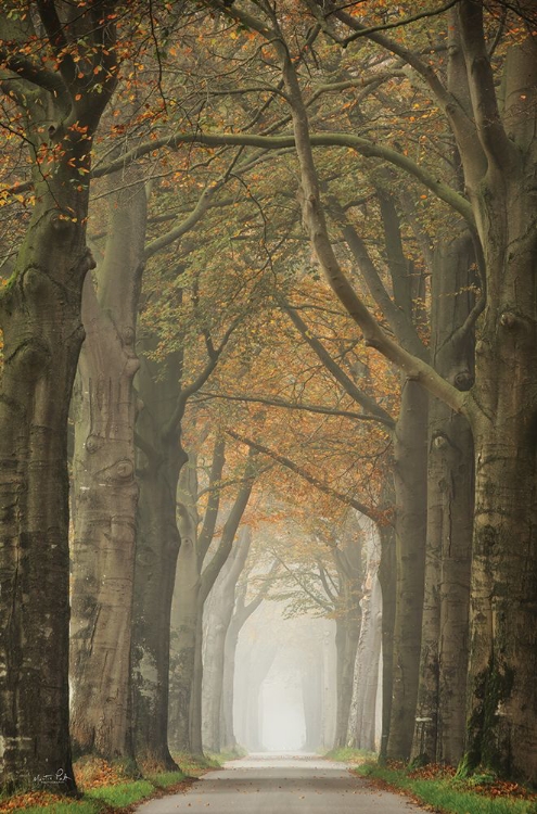 Picture of BEECH LINED ROAD   