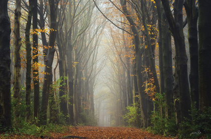 Picture of THE UNKNOWN ROAD   