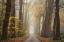 Picture of AUTUMNAL MOODINESS   