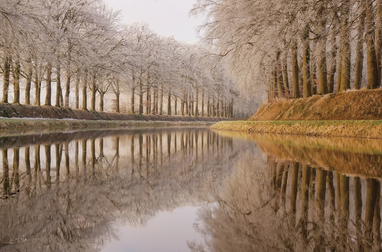 Picture of FROSTY REFLECTIONS