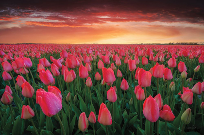 Picture of TULIP FIELD SUNSET