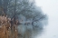 Picture of IN THE SWAMPS