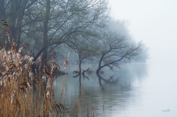 Picture of IN THE SWAMPS