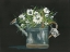 Picture of WATERING CAN DAISY