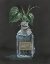 Picture of PHILODENDRON