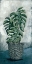 Picture of BOHO MONSTERA