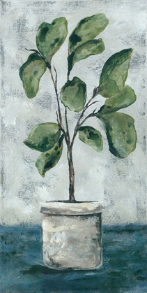 Picture of FIDDLE LEAF FIG
