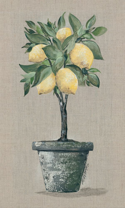 Picture of LEMON TREE