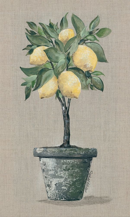 Picture of LEMON TREE