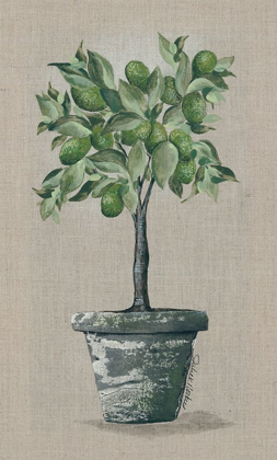 Picture of LIME TREE