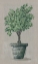 Picture of ASYMMETRICAL TOPIARY