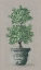 Picture of DOUBLE TOPIARY