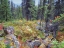 Picture of COLORFUL CLEARING