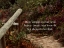 Picture of ALEXANDER POPE QUOTE: HOPE SPRINGS ETERNAL