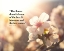 Picture of MARK NEPO QUOTE: BLOSSOMS