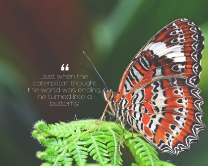 Picture of ARTSY QUOTES QUOTE: TURNED INTO A BUTTERFLY