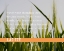 Picture of LAO-TZE QUOTE: WATCH YOUR THOUGHTS