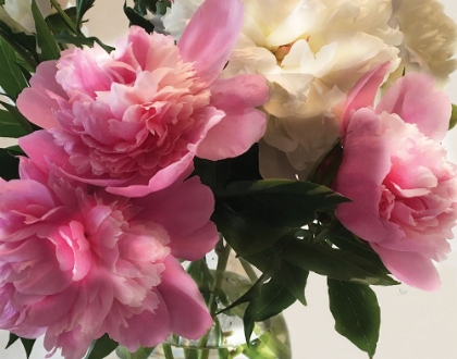 Picture of FRESH CUT PEONIES