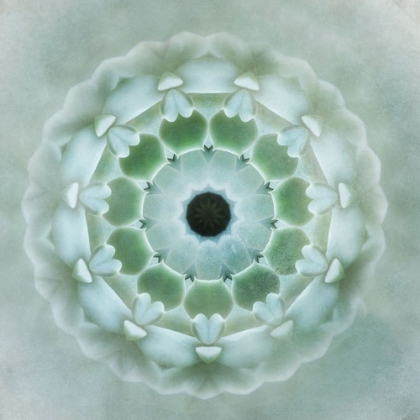 Picture of KALEIDOSCOPE SUCCULENT II